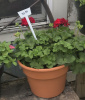 Geranium "Sizzle Pot" - Small Size